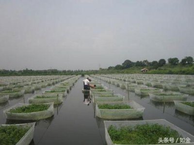 ​从成本到销售讲解养泥鳅是赔钱还是挣大钱！