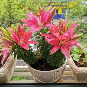 ​百合花的养殖方法详解