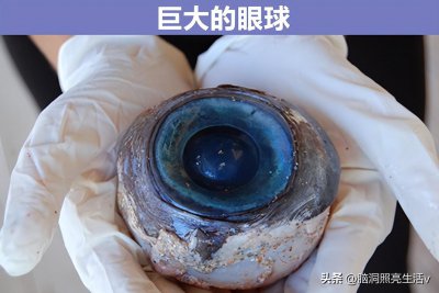 ​被人们在海滩上发现的8个“非同寻常”的事物