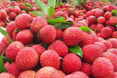 ​中国到底哪个地方才是“荔枝之乡”？今天可算知道正确的答案了