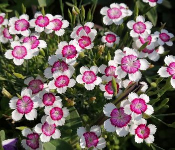 ​石竹花怎么养？注意2点，分枝多开花多花期长，花繁色艳