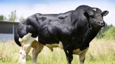 ​比利时蓝牛：被改造的“畸形”产物，一天能长3斤肉，我国却少见