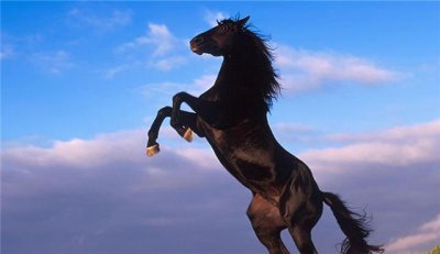 ​始祖马被印第安人吃光，拖慢了文明进步？印第安人：白人的污蔑