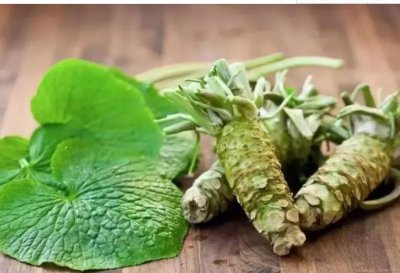 ​绿色黄金——山葵（山萮菜）