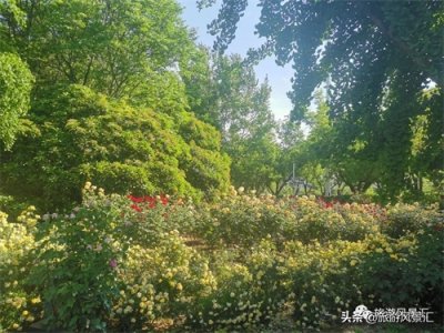​郑州月季公园，月季花开的真美，周末休闲娱乐遛娃好去处