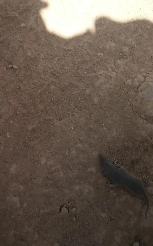 我家里有鼩鼱怎么处理，老鼠嘴又尖又长,眼睛很小比芝麻还小,体长5cm左右，叫起来声音很尖锐，是什么品种？要照片。不是鼹鼠？图2