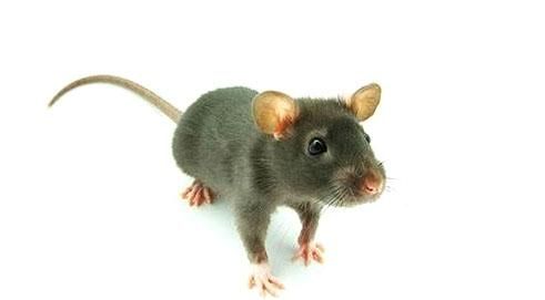 我家里有鼩鼱怎么处理，老鼠嘴又尖又长,眼睛很小比芝麻还小,体长5cm左右，叫起来声音很尖锐，是什么品种？要照片。不是鼹鼠？图4