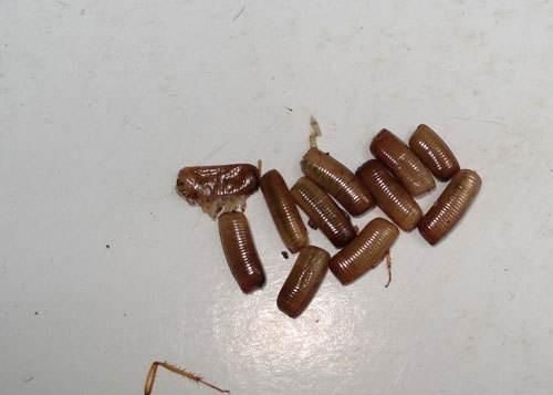 我家里有鼩鼱怎么处理，老鼠嘴又尖又长,眼睛很小比芝麻还小,体长5cm左右，叫起来声音很尖锐，是什么品种？要照片。不是鼹鼠？图9