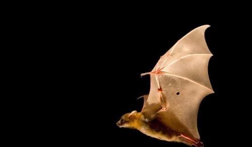 我家里有鼩鼱怎么处理，老鼠嘴又尖又长,眼睛很小比芝麻还小,体长5cm左右，叫起来声音很尖锐，是什么品种？要照片。不是鼹鼠？图3