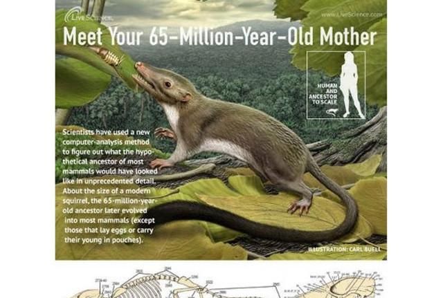 我家里有鼩鼱怎么处理，老鼠嘴又尖又长,眼睛很小比芝麻还小,体长5cm左右，叫起来声音很尖锐，是什么品种？要照片。不是鼹鼠？图5