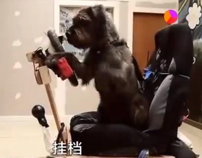 狗狗不晕车训练方法（狗狗8个星期学会开车很厉害）(13)