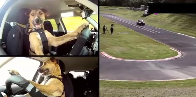 狗狗不晕车训练方法（狗狗8个星期学会开车很厉害）(1)