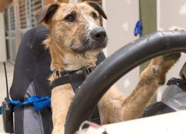 狗狗不晕车训练方法（狗狗8个星期学会开车很厉害）(14)