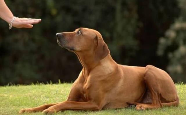 狗狗不晕车训练方法（狗狗8个星期学会开车很厉害）(12)