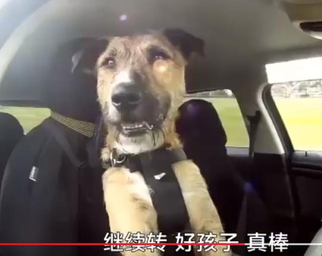 狗狗不晕车训练方法（狗狗8个星期学会开车很厉害）(16)