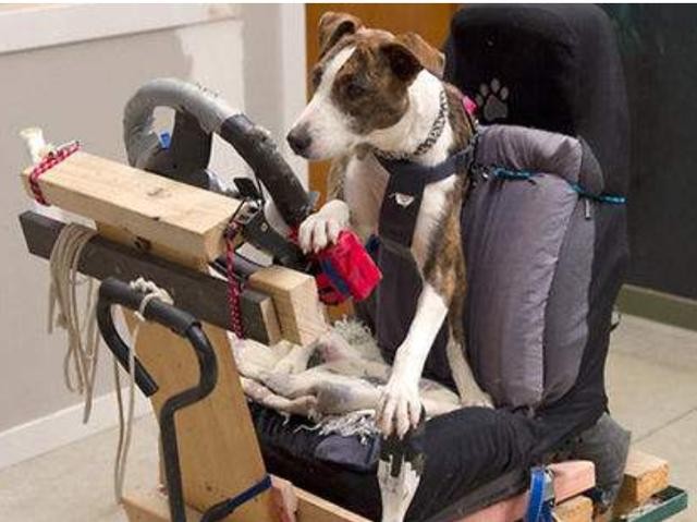 狗狗不晕车训练方法（狗狗8个星期学会开车很厉害）(15)