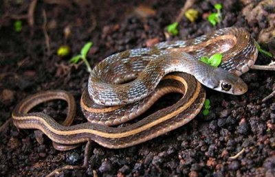 ​蛇怕什么?最好的驱蛇方法是什么?