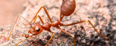 ​蚂蚁搬家有什么原理 蚂蚁搬家的现象说明什么