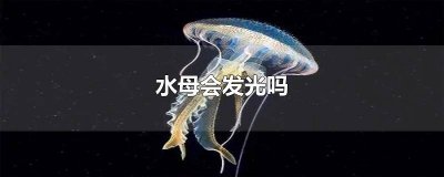 ​水母会发光吗,什么时候发光 海月水母会发光吗