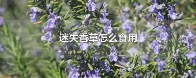 ​迷失香草怎么食用