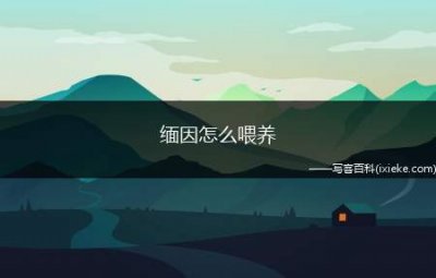 ​缅因怎么喂养，缅因猫饲养管理