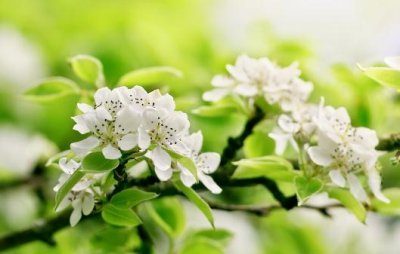 ​室内装饰花卉的分布原则