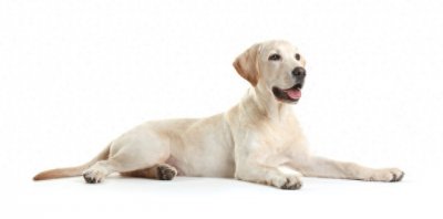 ​每天聊一狗之拉布拉多犬