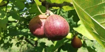 ​无花果哪几个品种好