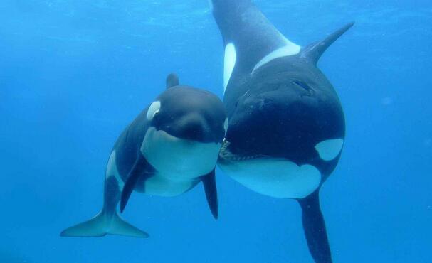 虎鲸和大白鲨谁才是海洋霸主? 在海洋里, 虎鲸通吃