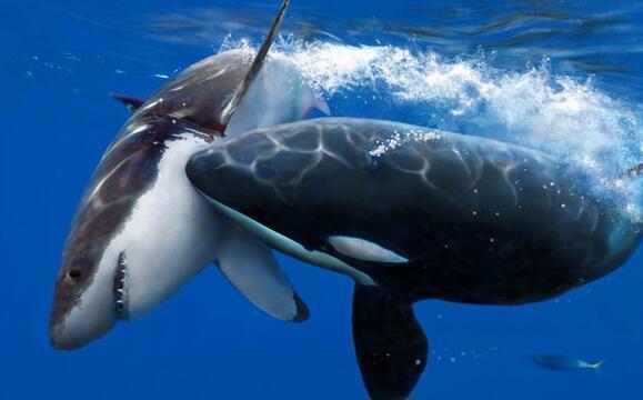 虎鲸和大白鲨谁才是海洋霸主? 在海洋里, 虎鲸通吃