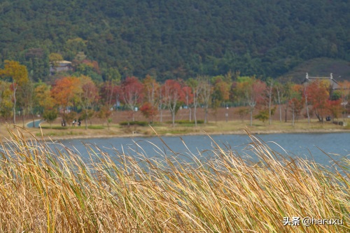 张家港也有香山，比北京香山历史悠久，秋季美如诗画