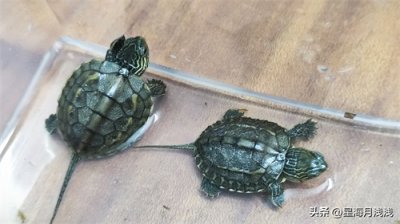 ​龟宠成长记︱新手养龟，用对方法，养龟比养其他动物更省事